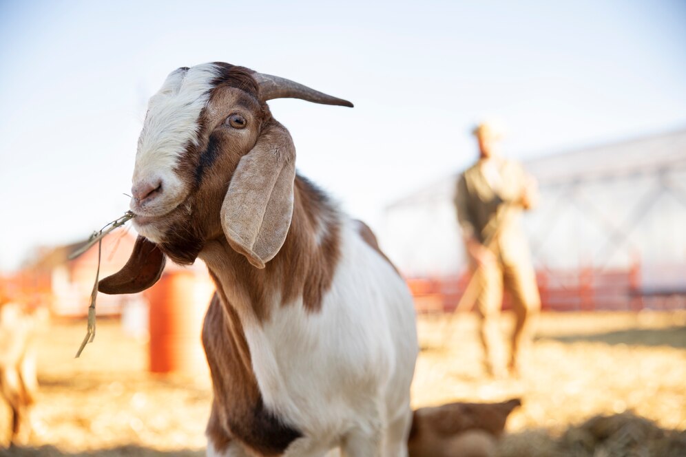 Benefits of barley for goats