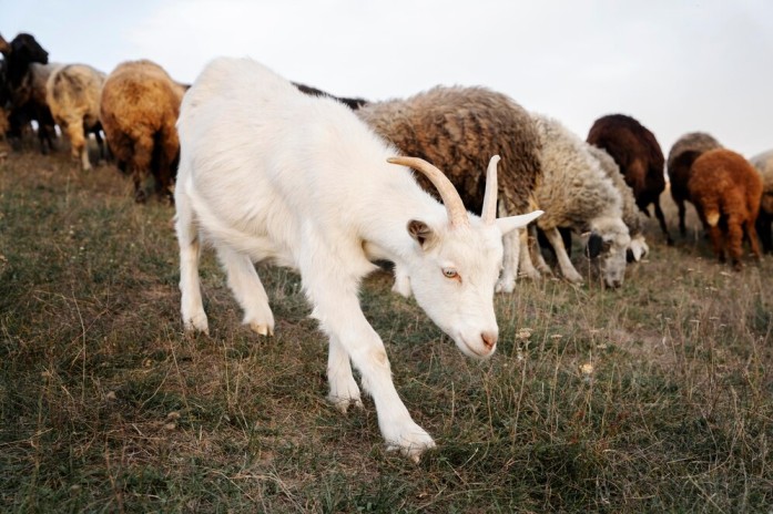 benefits of barley for goats