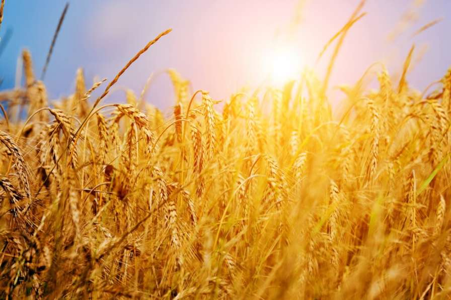 Benefits of barley